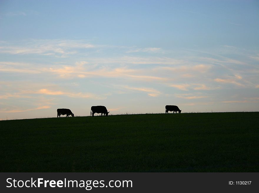 Three cows are grazing on a hill against a pink, white, and blue sky. Three cows are grazing on a hill against a pink, white, and blue sky.