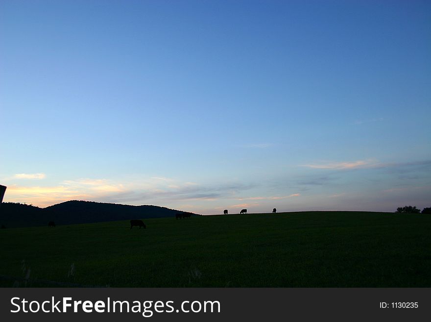 Three cows are grazing on a hill against a pink, white, and blue sky. Three cows are grazing on a hill against a pink, white, and blue sky.