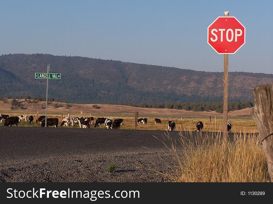 Stop Before You Run Into The Cows
