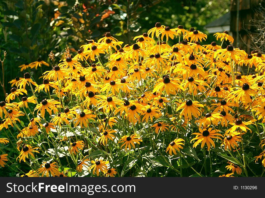 A sunny peaceful garden is complete with blackeyed susans. This is the official state flower for the state of Maryland.