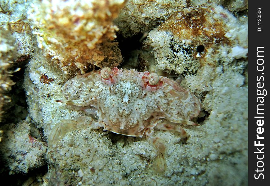 Little Reef Crab