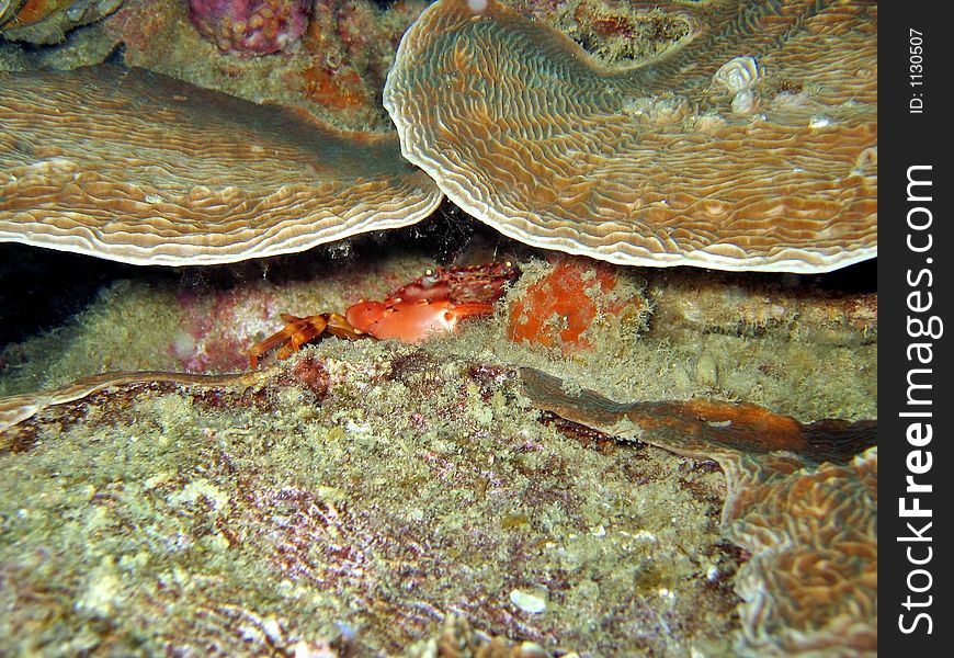 This crab is hiding from my dive light. This crab is hiding from my dive light