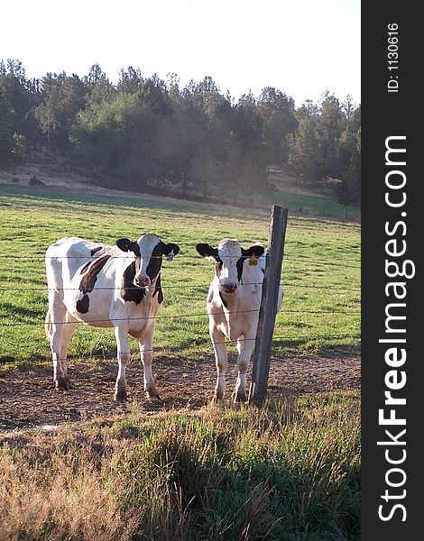 Nice picture of two Inquisitive calves standind by a fence post.Taken early morning hours. Nice picture of two Inquisitive calves standind by a fence post.Taken early morning hours.