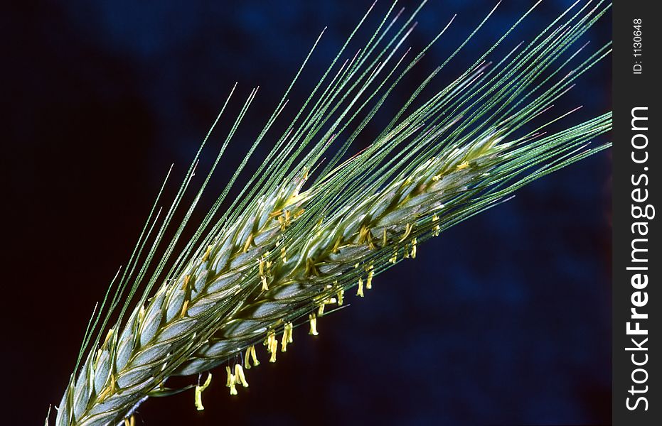 Young, green rye,close up. Young, green rye,close up