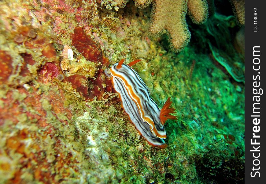 Chromodoris magnifica side profile crawling on a coral reef. Chromodoris magnifica side profile crawling on a coral reef