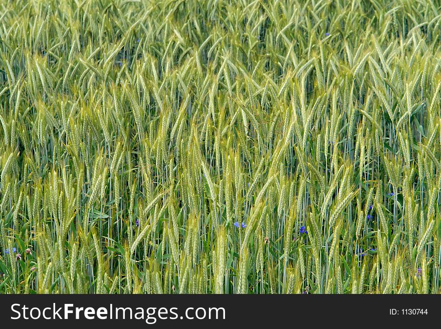 Young,spring cereal,rye. Background. Young,spring cereal,rye. Background