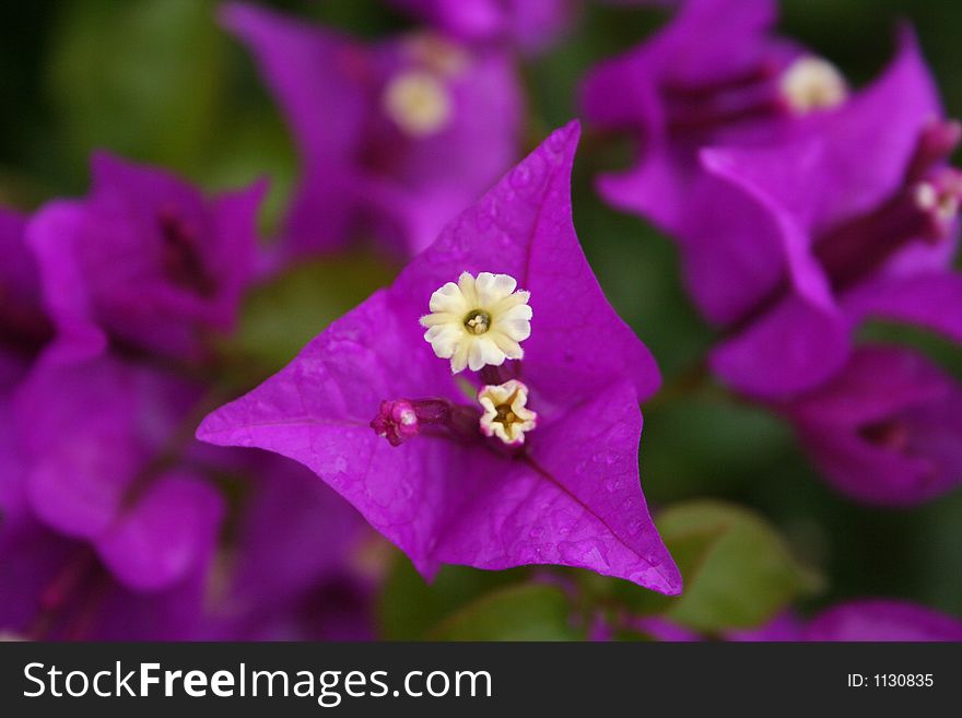 Close up of beautiful flower . Close up of beautiful flower .