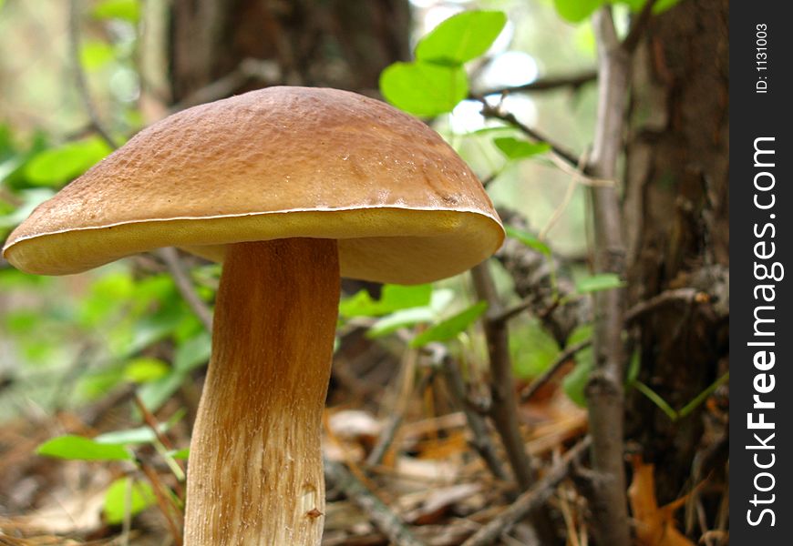Mushroom In Green Forest