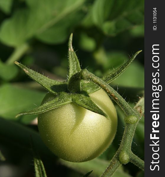 Tomato, still green and growing. Tomato, still green and growing