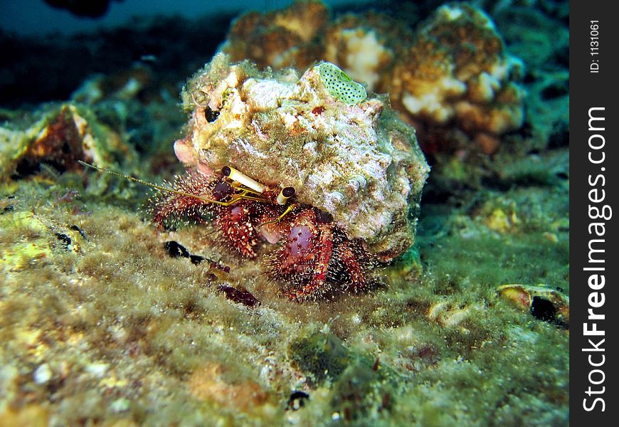 Cute little hermit crab on a coral reef