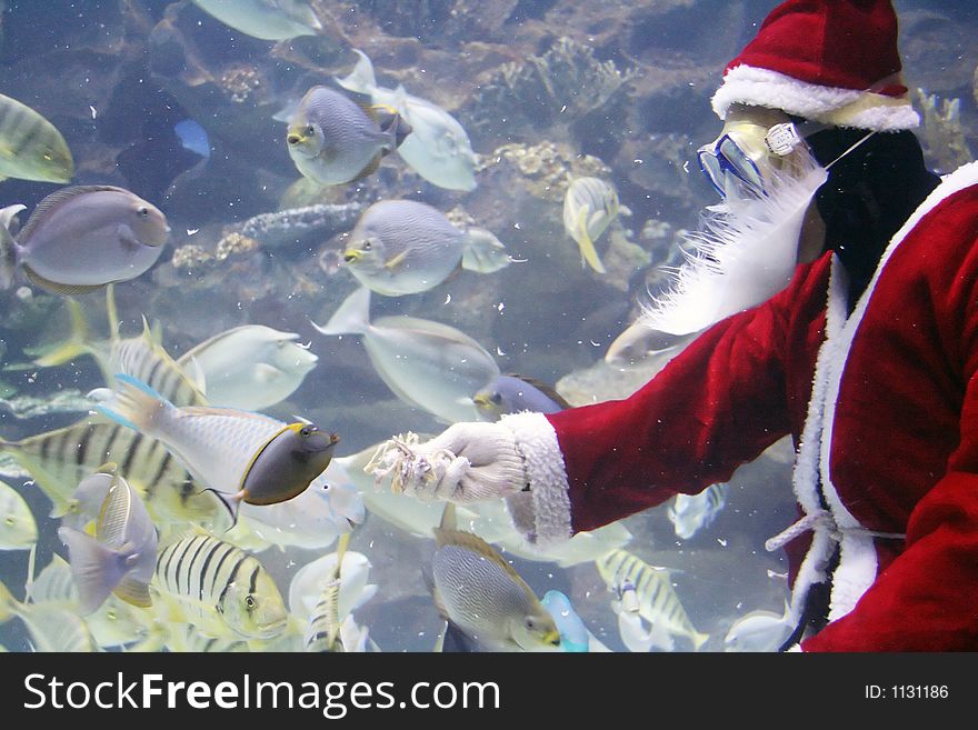 Santa Clause feeding fishes at aquarium. (note: image is slightly grainy due to low light condition.)