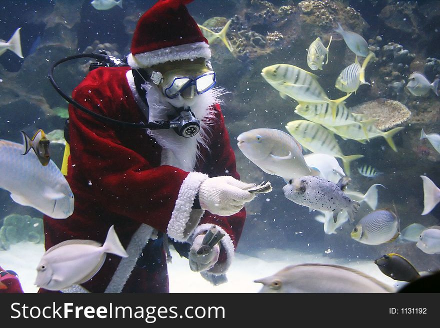 Santa Clause feeding fishes at aquarium. (note: image is slightly grainy due to low light condition.)