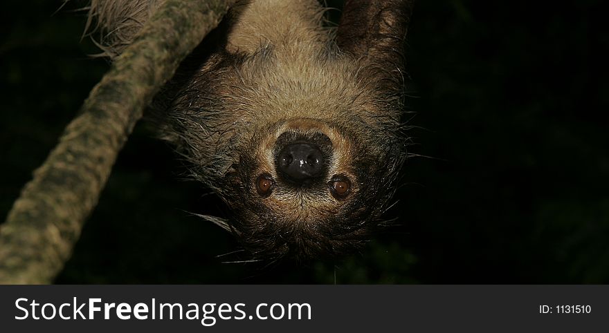 Sloth picture from Singapore Zoo. Sloth picture from Singapore Zoo