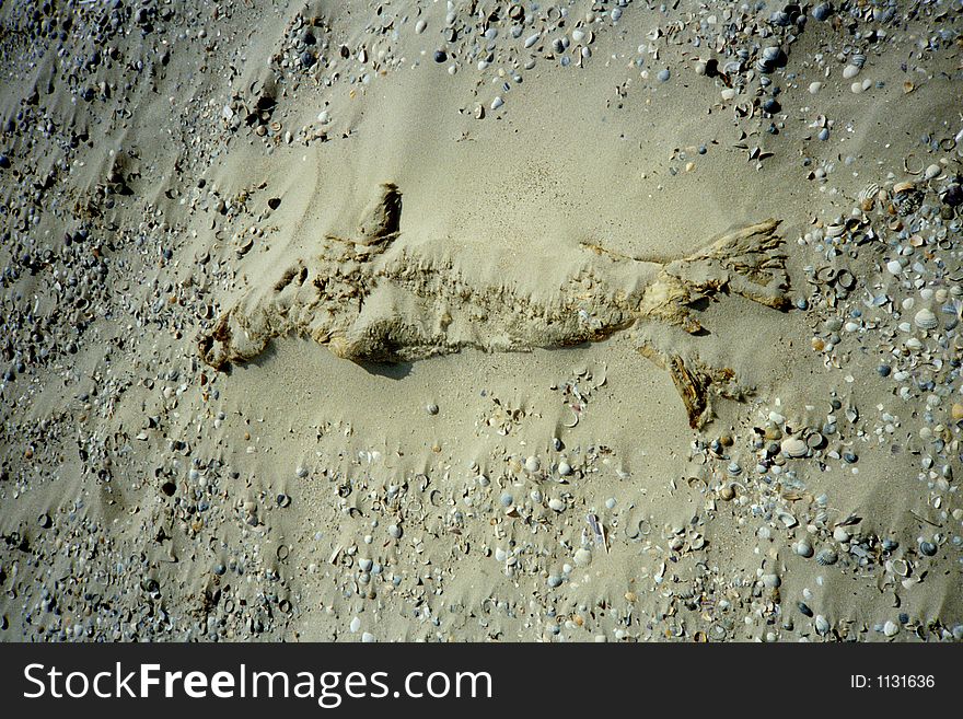 Seal mummy on the beach