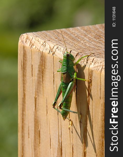 The green grasshopper on the wooden post. The green grasshopper on the wooden post