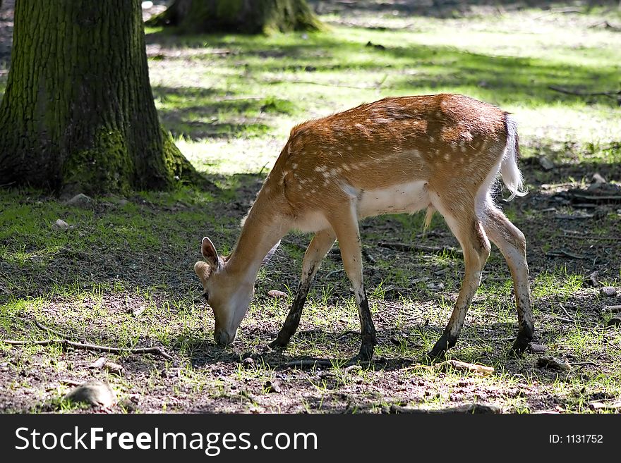 A deer in a forest. A deer in a forest