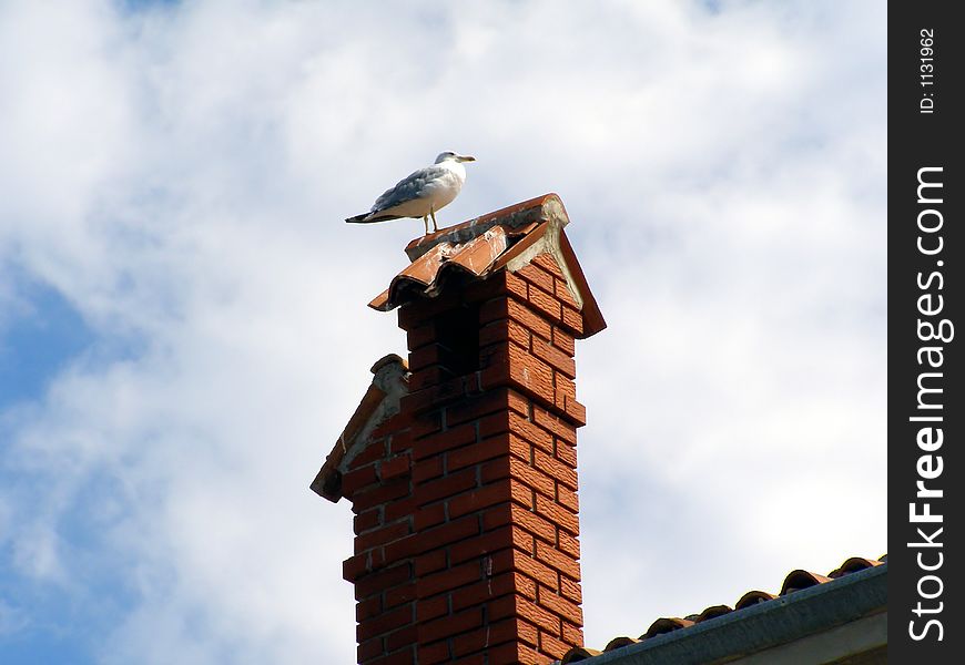 Standing sea gull on the chimeny