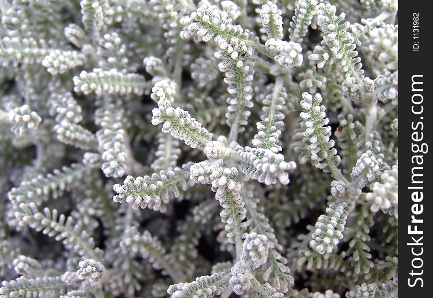 Beautiful white little plant close up. Beautiful white little plant close up