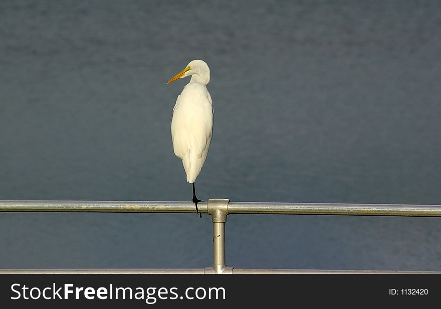 Great Egret resting on the boat ramp. Photographed at Walsingham Park in Largo Florida. Great Egret resting on the boat ramp. Photographed at Walsingham Park in Largo Florida