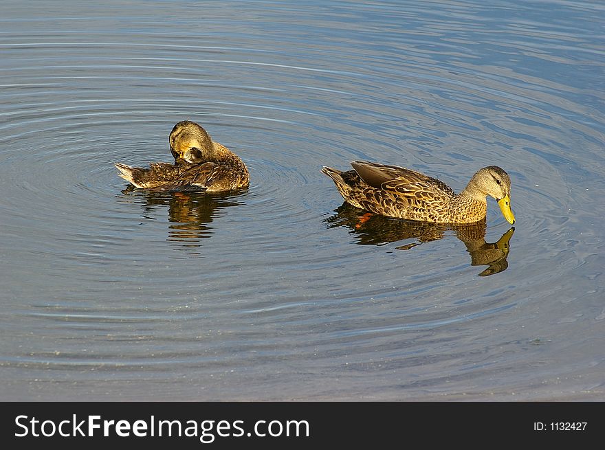 Pintail Ducks Sunning at the Boat Ramp