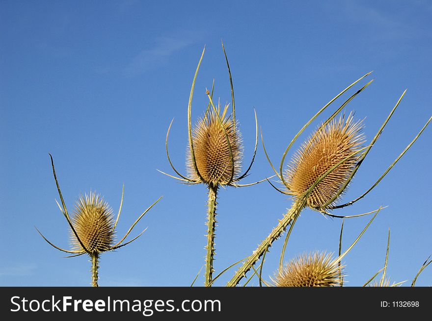 Three dead thistles with summer blue sky as background