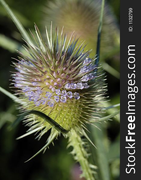 Macro picture of a blooming thistle