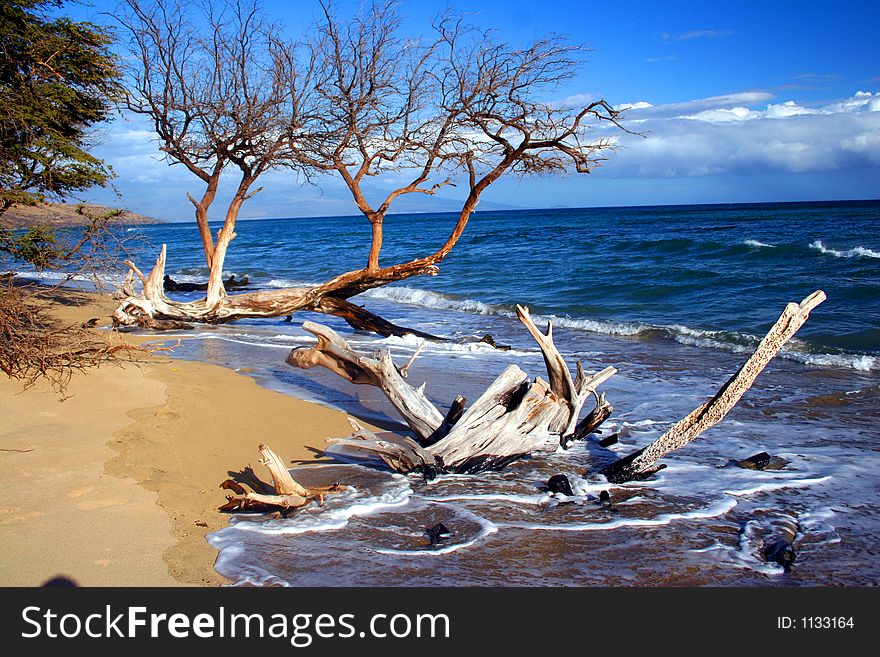 Beach, Waves And Driftwood