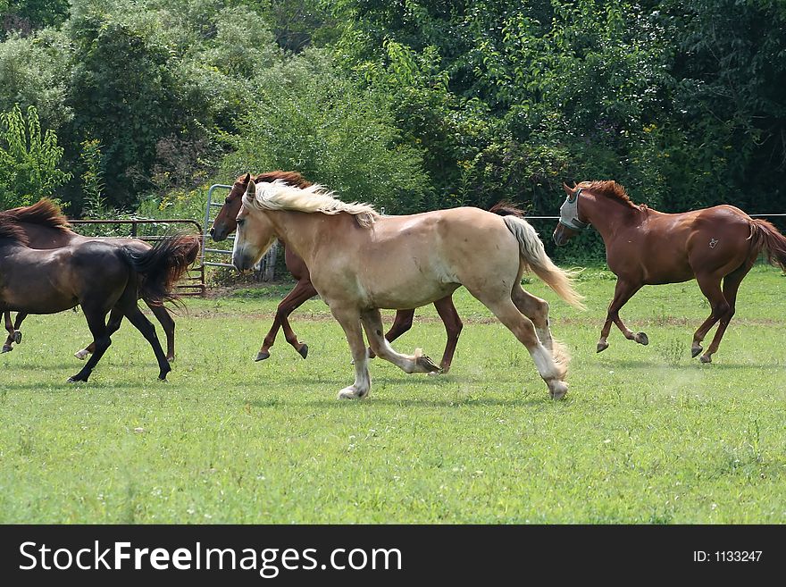 Running in a green pasture. Running in a green pasture