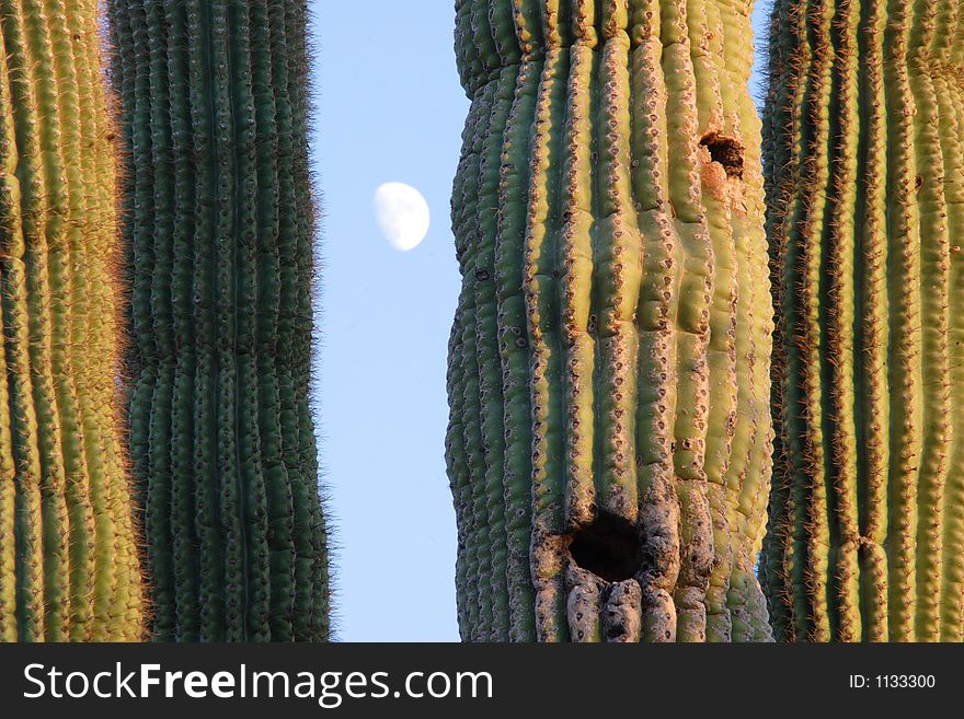 Saguaro And The Moon