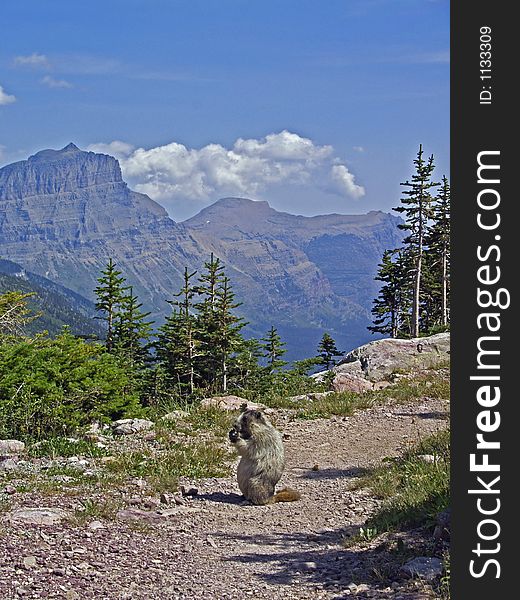 Marmot On Trail