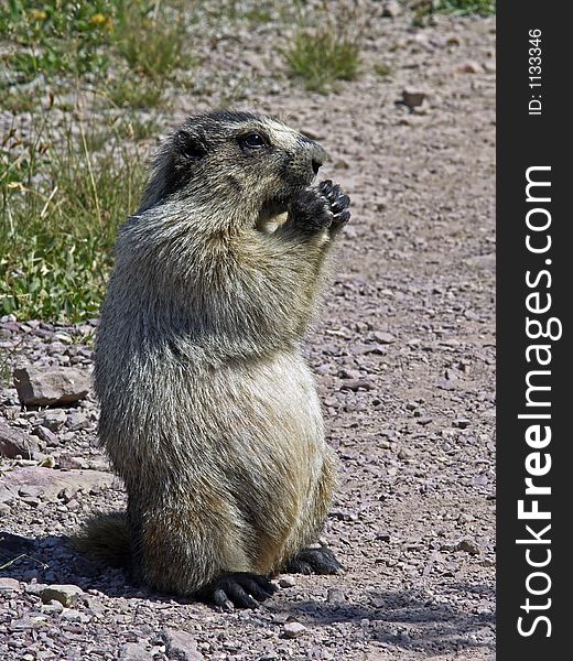 This image of the marmot eating was taken on a trail in Glacier National Park during a summer hike. This image of the marmot eating was taken on a trail in Glacier National Park during a summer hike.