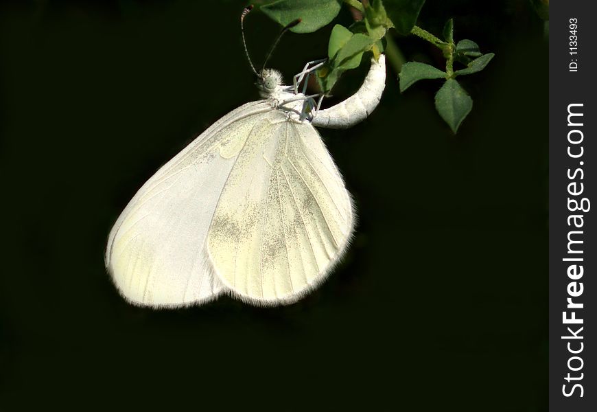 White Butterfly in garden close-up