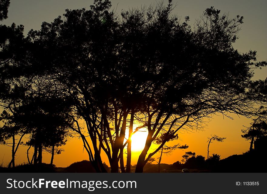 Tree over sunset night scenery. Tree over sunset night scenery