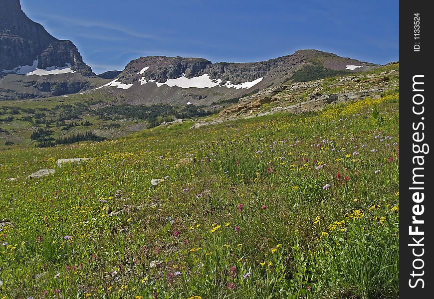 This image of the vast meadow of wildflowers was taken from a trail in Glacier National Park. This image of the vast meadow of wildflowers was taken from a trail in Glacier National Park.