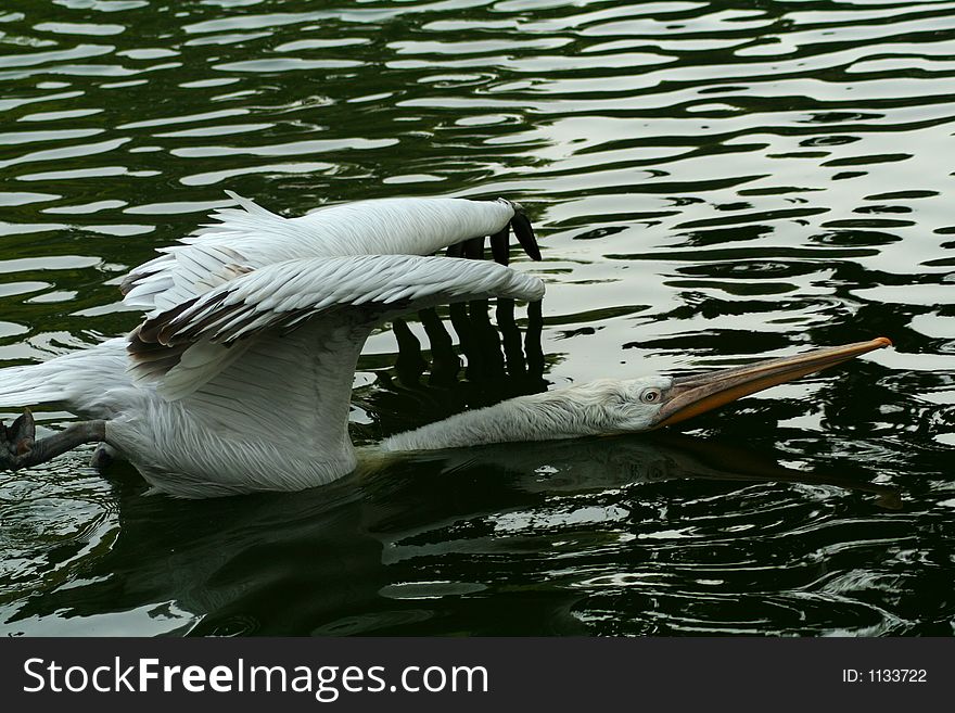A white pelican give a stretch. A white pelican give a stretch