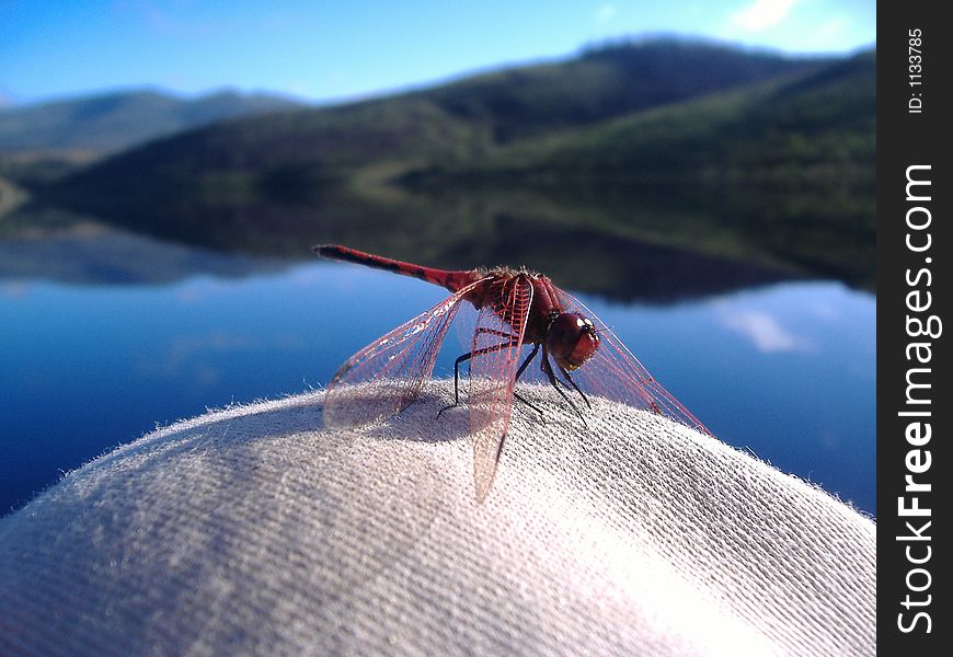 a close up of a red african dragonfly resting