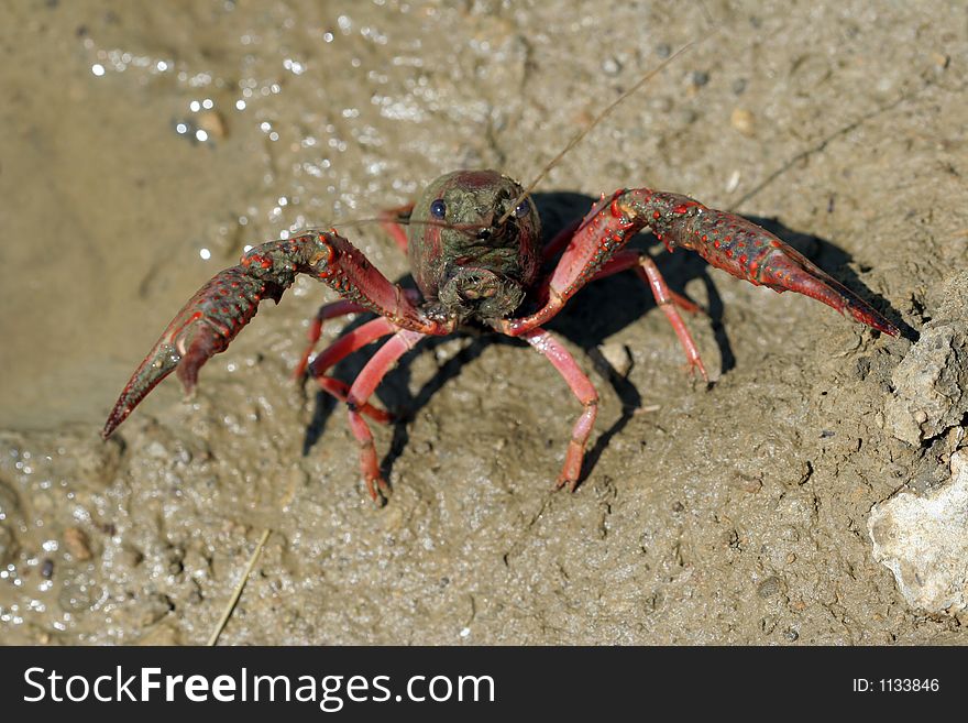 River Crab