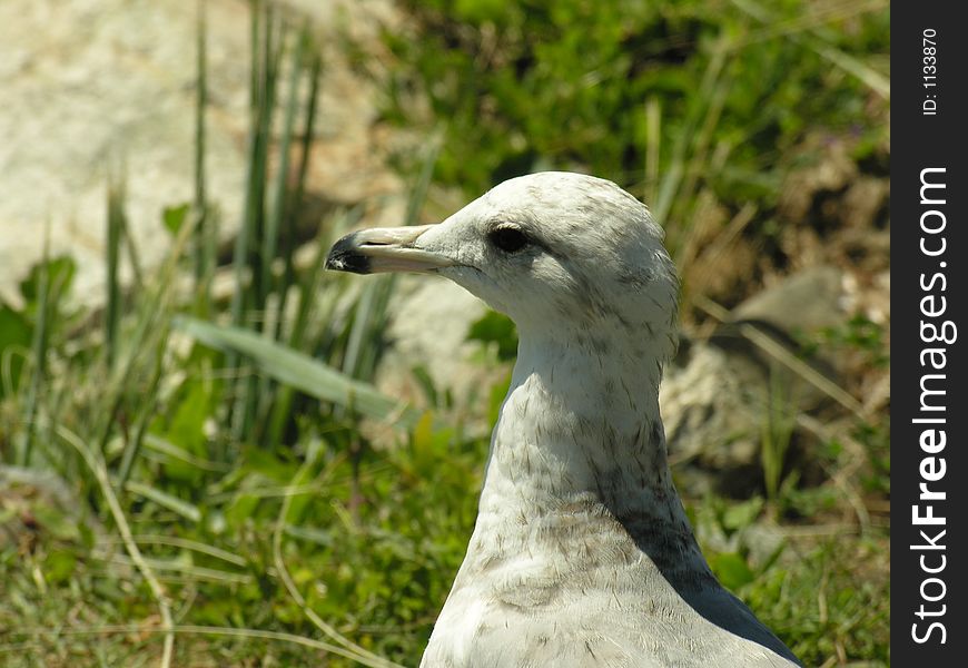A close up of a seagull. A close up of a seagull