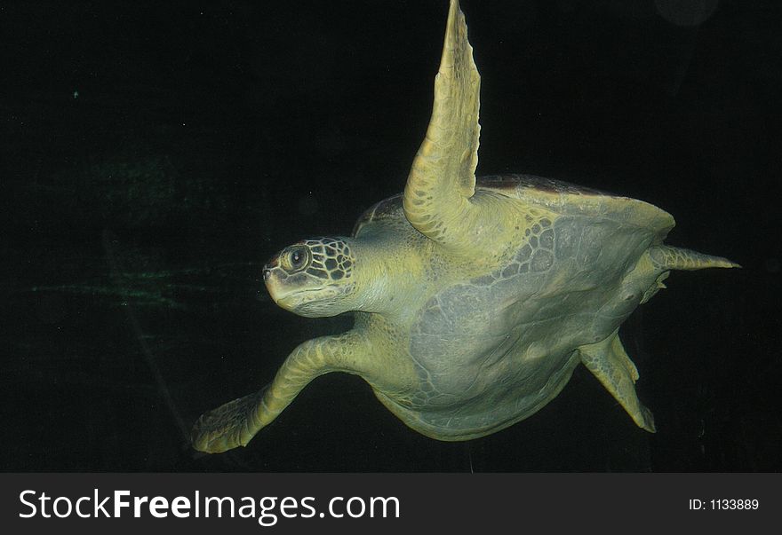 A sea turtle swimming in the aquarium in Vancouver