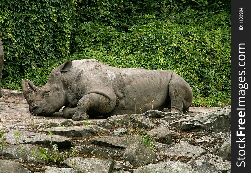 Resting or sleeping rhinoceros in ZOO Ostrava