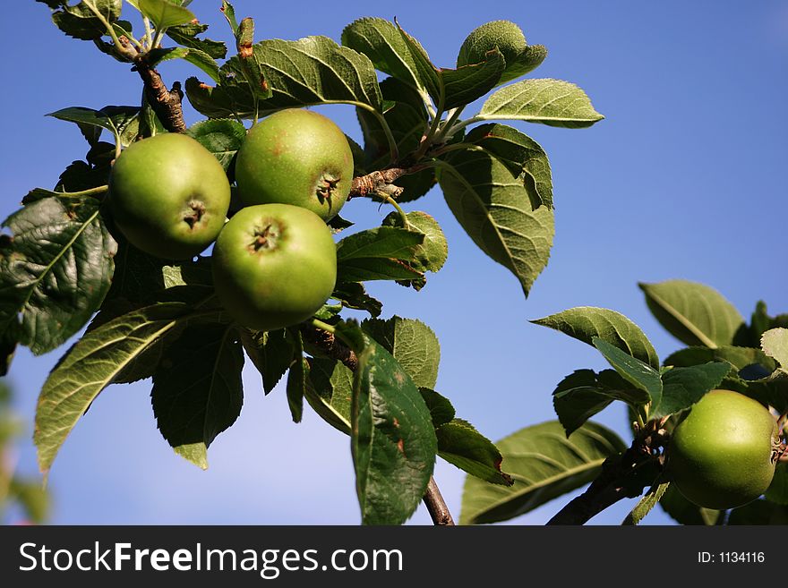 Green apples on a tree with a blue sky background. Green apples on a tree with a blue sky background