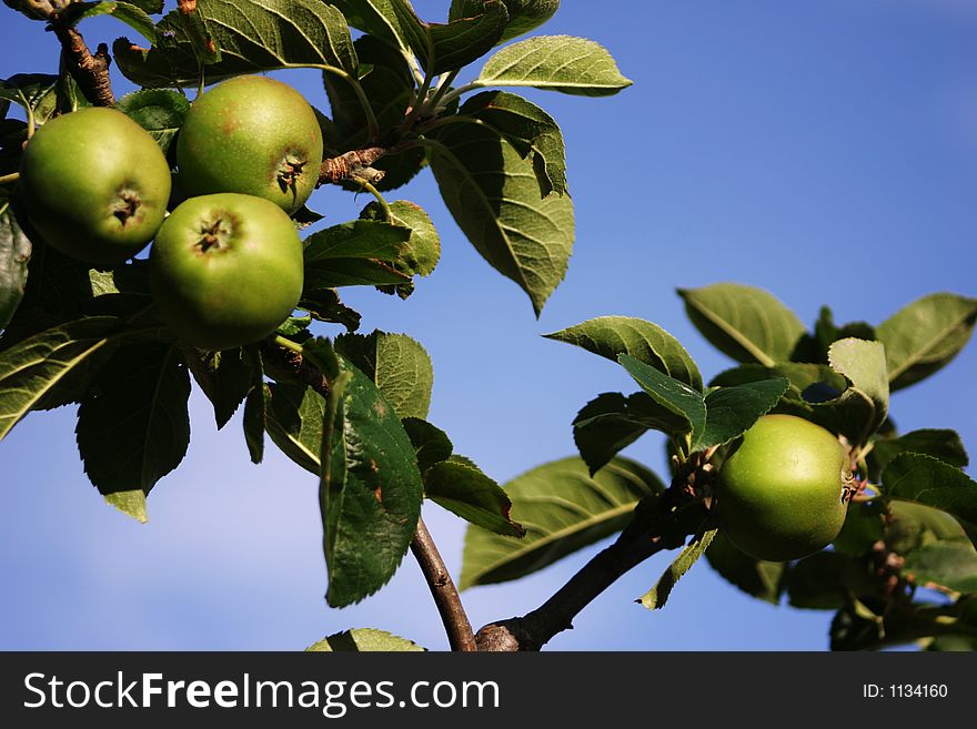 Green apples with a vivid blue sky background