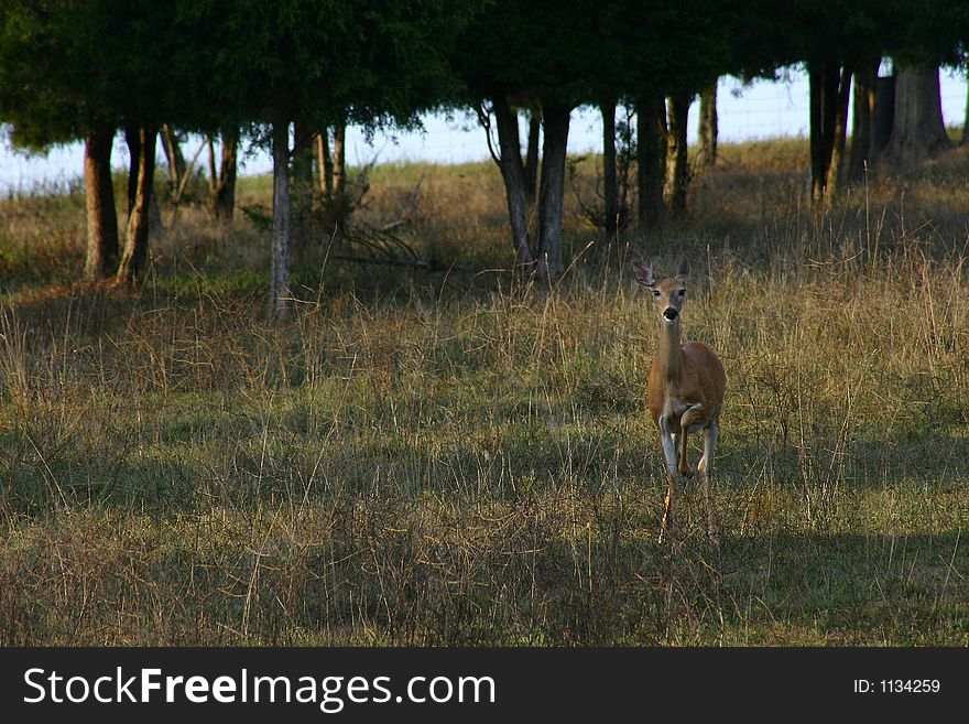 An alert deer with her leg raised ready to stomp a warning and to snort. An alert deer with her leg raised ready to stomp a warning and to snort