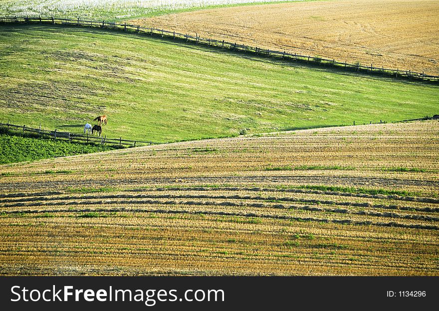 Rural Landscape with hills and horses