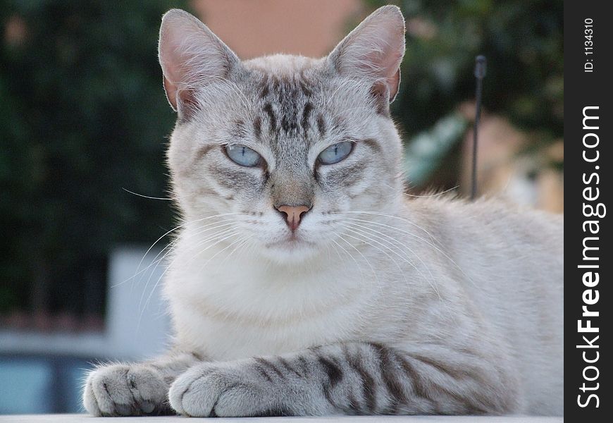 Portrait of blue  eays cat. Portrait of blue  eays cat