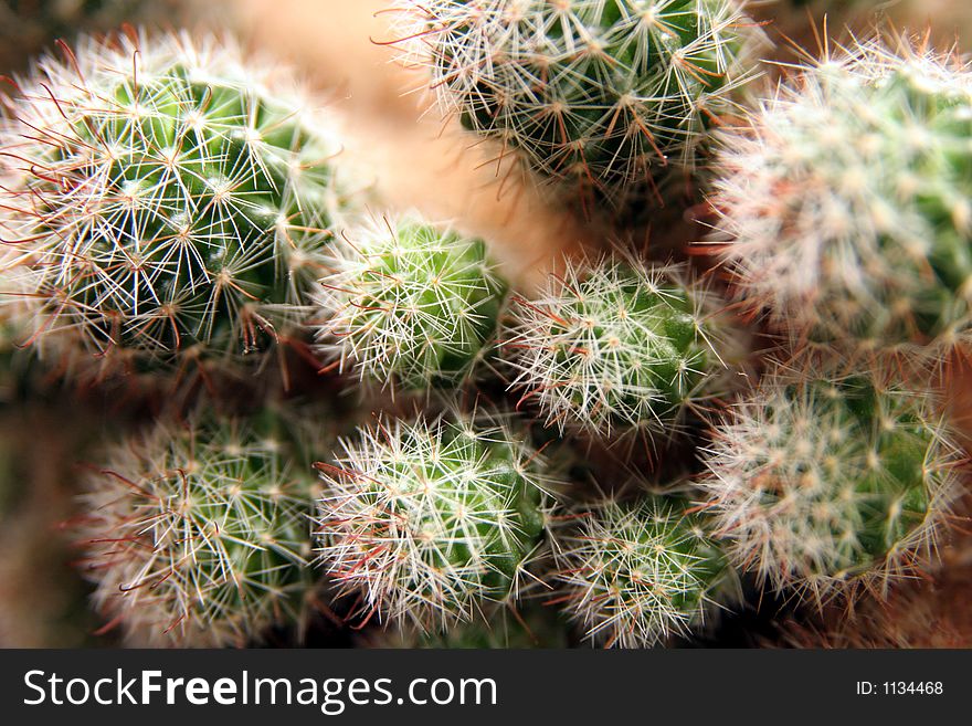 Closeup of a cactus and cactus blackground