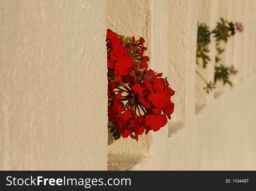 Decorative flowers in a greek's house wall