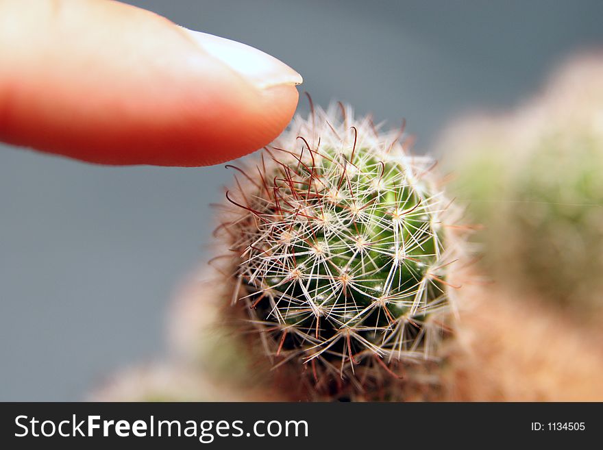 Fingering on cactus in closeup. Fingering on cactus in closeup