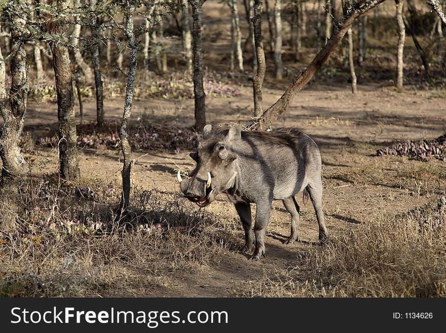 Close-up of a warthog in the trees