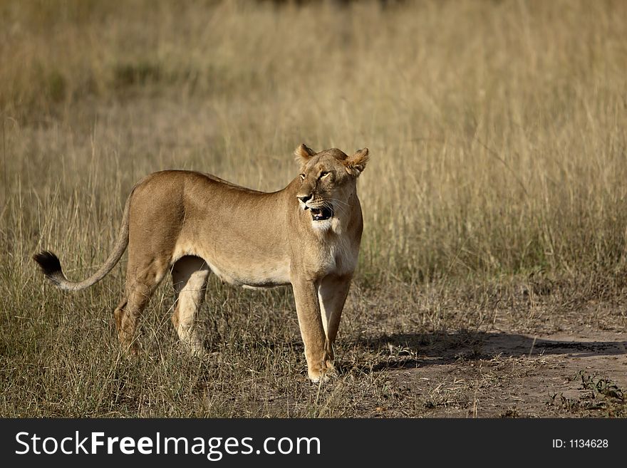 Standing female lion in the bush